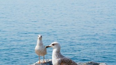 two seagulls are standing on a rock by the water