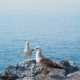 two seagulls are standing on a rock by the water